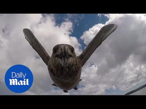 Bird-brain! Confused gull attacks phone thinking it is food - Daily Mail
