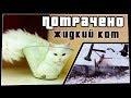 Жидкий кот | ПОТРАЧЕНО