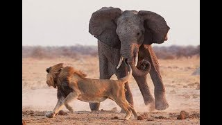 Elephant Protect Buffalo superó a los feroces Leones