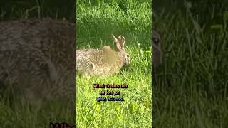 381 Walk forward without hesitation/ohne Zögern vorwärts gehen-bunnystory