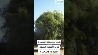 منتزه الـ 300 ألف متر يجذب زواره بأشجار السدر