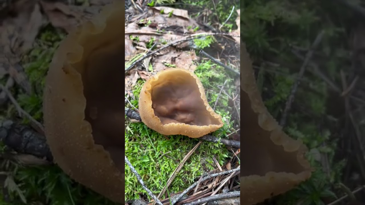 Ascomycete Sac-Fungi and Cup Fungi Squirting Out Spores After Blowing On Yhem