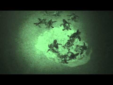 Hatching Loggerhead Sea Turtles
