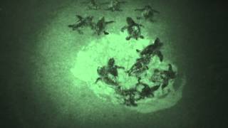 Hatching Loggerhead Sea Turtles