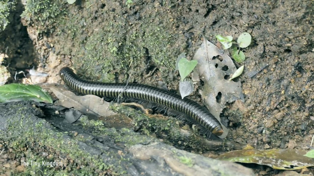 Macro View of Millipede Movement | Calm & Relaxing Nature Sound