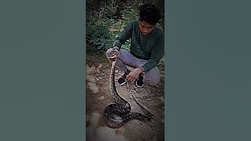 A BIGGEST SNAKE RELEASE PYTHON #snake