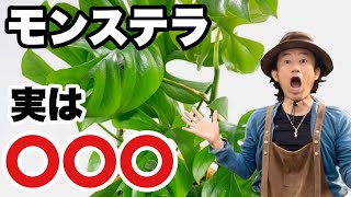 【なっ得情報！】みんな大体間違ってます　　　【カーメン君】【園芸】【観葉植物】【モンステラ】【剪定】【増やし方】