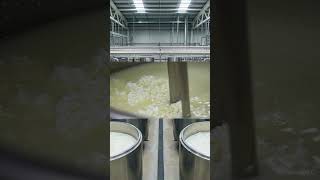 Satisfying Cheese Making Process | From Milk to Curds