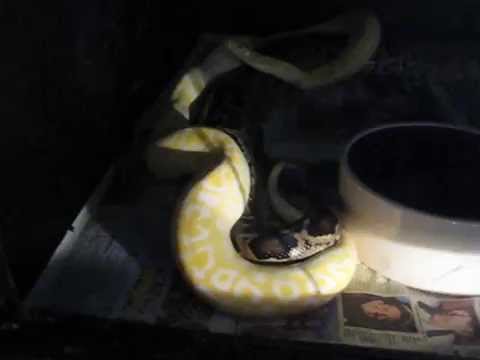 Half dwarf double-deck breeding