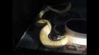 Half dwarf double-deck breeding