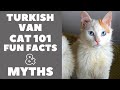 Turkish Van Cats 101 : Fun Facts & Myths の動画、YouTube動画。