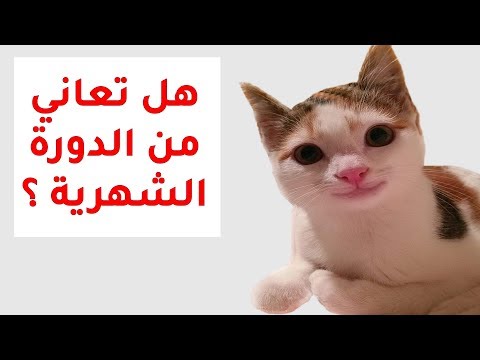فيديو: الدورة الجنسية والشبق في قطة