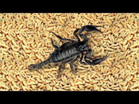 Vídeo: Escorpiones, Langostas Y Gusanos: Comiendo Crujientes En Bangkok - Matador Network