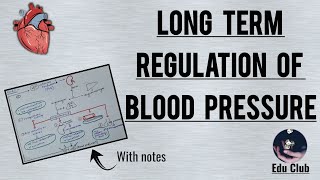 Long term regulation of blood pressure | RAAS || Cardiovascular Physiology