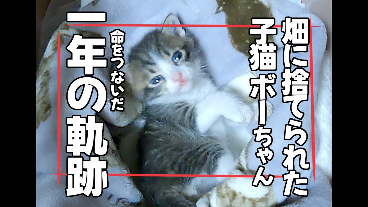 【畑に捨てられた子猫】ボーちゃんも1歳になりました。保護してから1年間の軌跡！