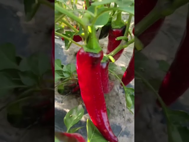Найкращий гіркий перець Хірош 🌶️ На Рівненщині 👍