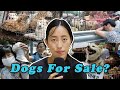 Do people in china really eat dogs a lesson on stereotypes and the weaponization of morality
