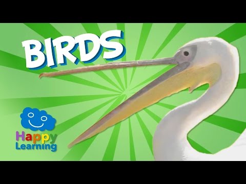 birds-|-educational-video-for-kids