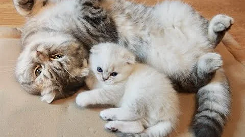 Watch the video about Scottish fold cats