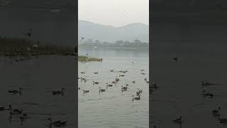Jal Mahal waterwater birds Pink city Rajasthan lovegood time