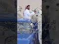 الهجن تبغي صبي يابس بلايل