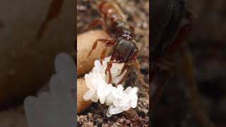 Blood-Drinking Dracula Ants?! 🐜 (Part 1)