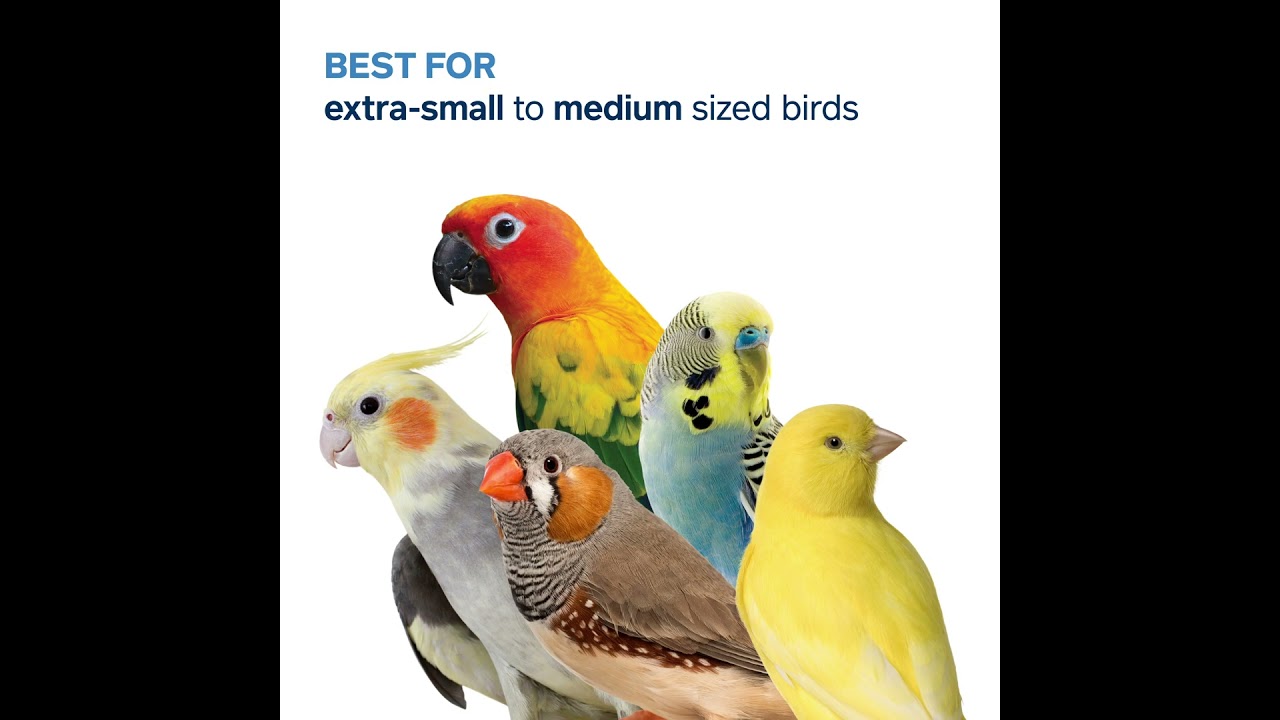 新品　Parakeet　アニマルベース　インコ　鳥　とり　トリ 海外鳥用品・大型バードケージ・鳥かご通販｜ALLFORWAN'S LIFE