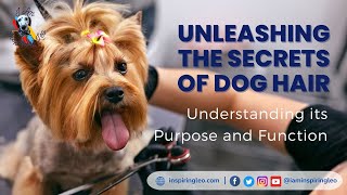 Unleashing the Secrets of Dog Hair Understanding its Purpose and Function