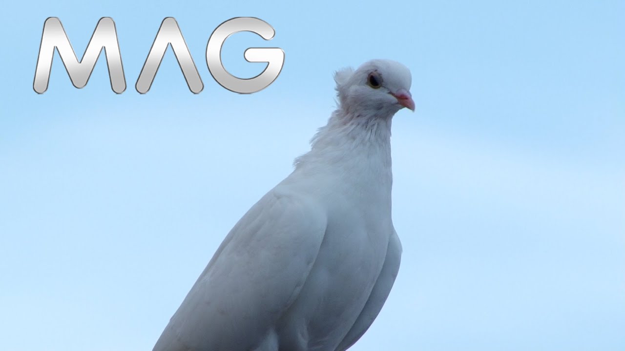 Srpski visokoletači na nebu iznad Urovaca