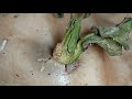 - Relax & Restore โ Gentle Pimple Treatment ASMR