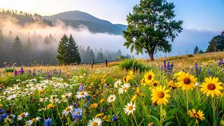 Alpine Meadow Dawn: Summer Ambience & Peaceful Birdsong for Deep Focus 🏔️🌻