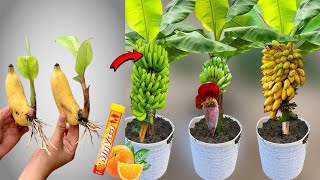 Simple banana grafting technique at home only takes 30 days to eat bananas every day#plant #banana