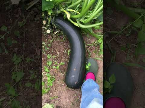 Giant Zucchini |
