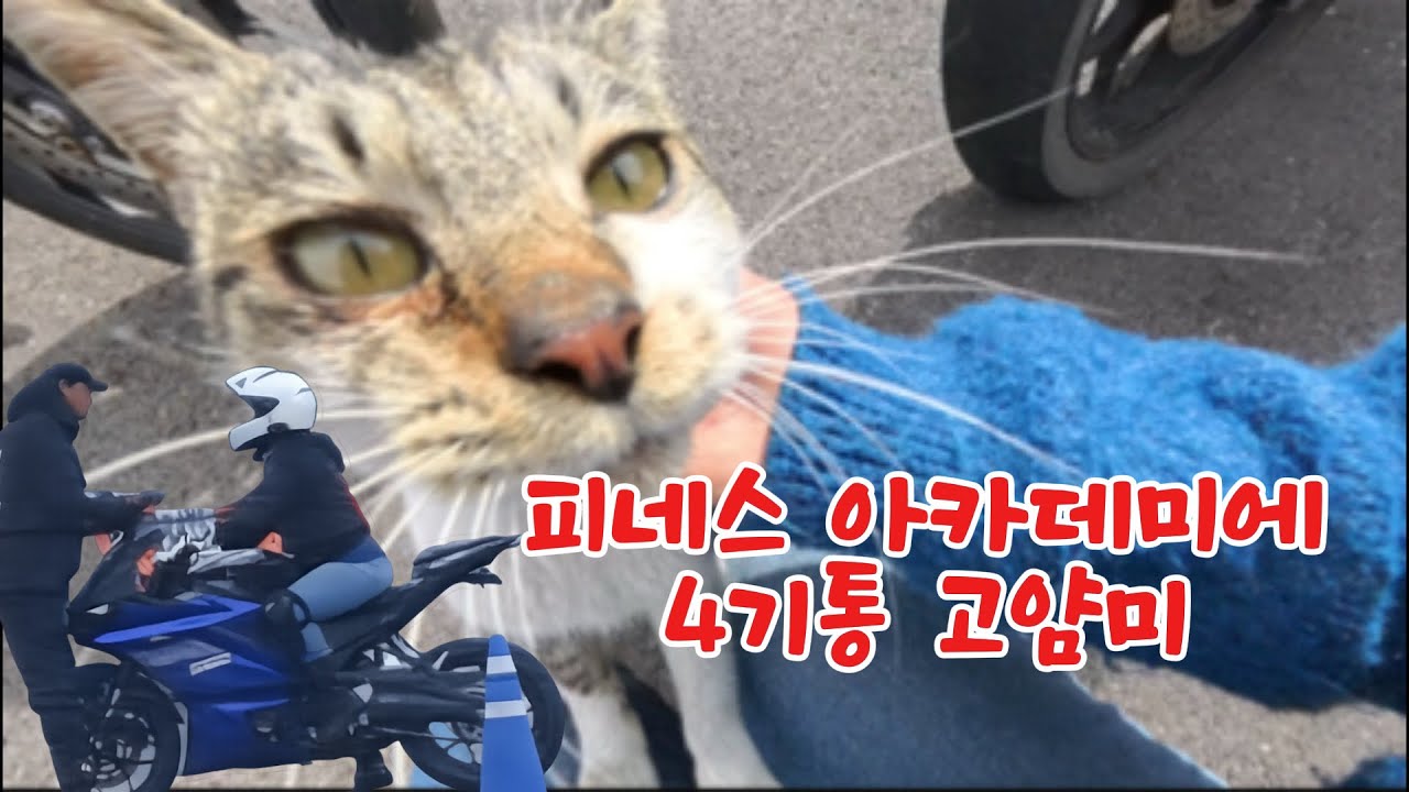 피네스아카데미 | 고양이 보고 가세요