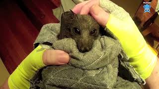 Rescuing a baby flyingfox who was trapped in an atrium:  this is Hecate