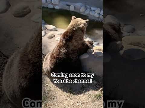 Coming Soon The Denver Zoo S Harmony Hill Uncagedzootours Trending 