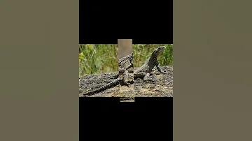 Кавказская агама   крупная горная ящерица