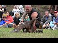 AGUILA REALES !!!  espectaculo Con Juanky  Mele  y Beatriz Campuzano  PARQUE DE CABARCENO