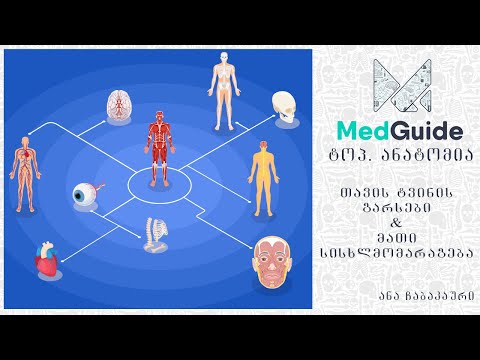 Medguide/მედგიდი - ტოპ. ანატომია: თავის ტვინის გარსები და მათი სისხლმომარაგება