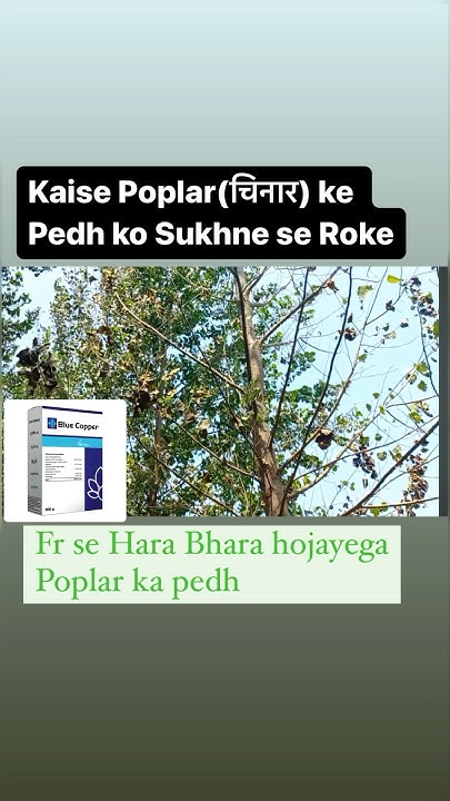 poplar-ka-ped-sukhne-se-kaise-bachaye-poplar-tree-growth