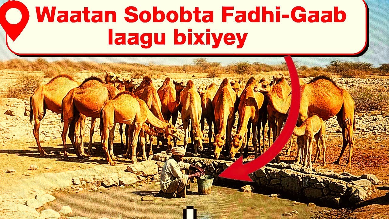 Maxaa loogu bixiyey Fadhi Gaab?