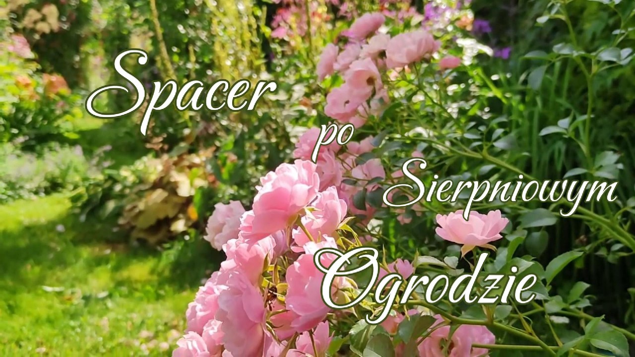 10. Początek sierpnia w ogrodzie 2025. Zakwitły następne lilie :)