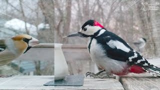 This Season's Greatspotted Woodpeckers Properly Taking on Hawfinches in Battle...