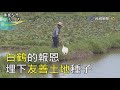 尋找台灣感動力- 一隻白鶴 傳播友善土地種子