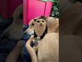 Barking cat