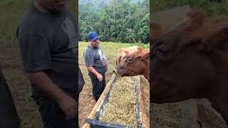 #farming #cooking #shorts #brazil #viral #farm #português