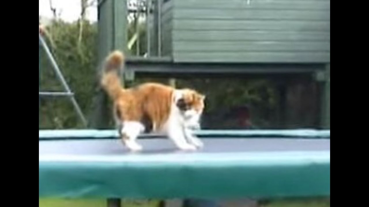 Boots and cats YouTube