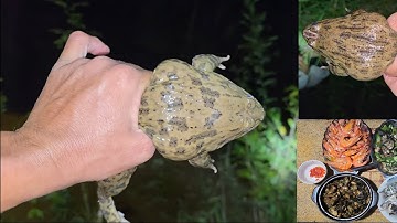 Trúng Mánh Ếch Đồng || Giang Ca SB # 60