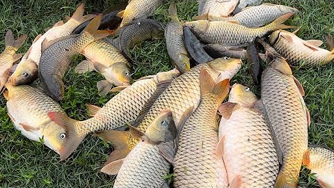 Gỏi Cá Chép Sông - Toàn Đen Sơn Dược Vlog