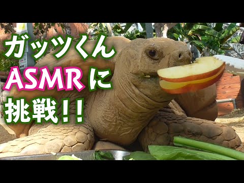 【ASMR】動物の咀嚼音　～ケヅメリクガメ　ガッツくん編～【咀嚼音】